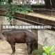北京动物园(北京动物园需要预约吗)