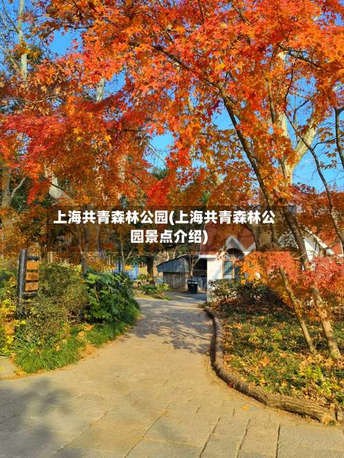 上海共青森林公园(上海共青森林公园景点介绍)-第1张图片