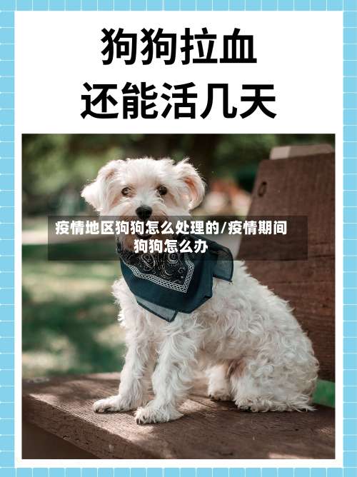 疫情地区狗狗怎么处理的/疫情期间狗狗怎么办-第3张图片