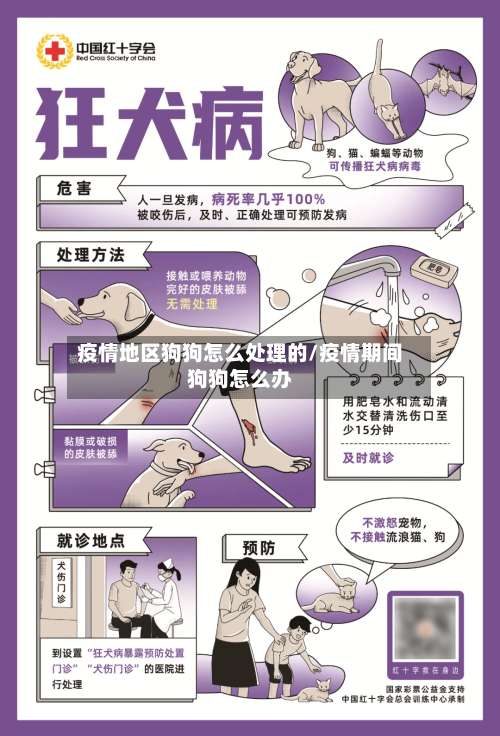 疫情地区狗狗怎么处理的/疫情期间狗狗怎么办-第1张图片