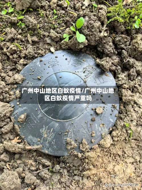 广州中山地区白蚁疫情/广州中山地区白蚁疫情严重吗-第2张图片