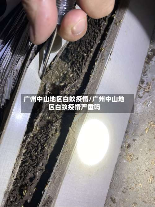 广州中山地区白蚁疫情/广州中山地区白蚁疫情严重吗-第1张图片